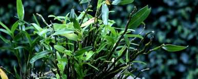 如何种植石斛，如何种植石斛