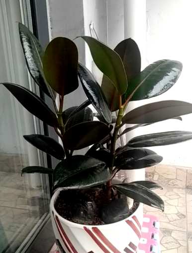 如何修剪橡皮树独杆，冬天如何修剪橡皮树