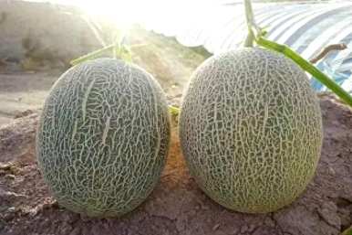 如何在湖北种植哈密瓜？