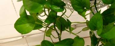 如何种植绿萝卜，如何种植绿萝卜？