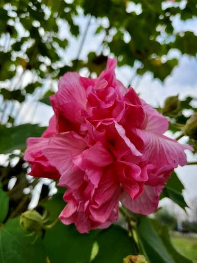 芙蓉花象征着什么，芙蓉花的吉祥物象征着什么