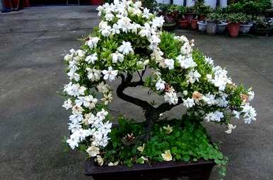 栀子怎样才能养好，养好栀子不开花
