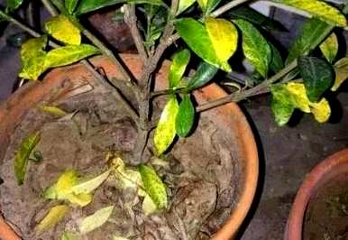 栀子怎样才能养好，养好栀子不开花