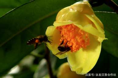 如何种植金花茶，如何种植金花茶