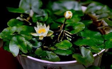 春天种夏天开的花，夏天种什么花？