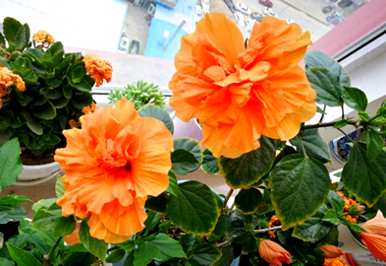 春天种夏天开的花，夏天种什么花？