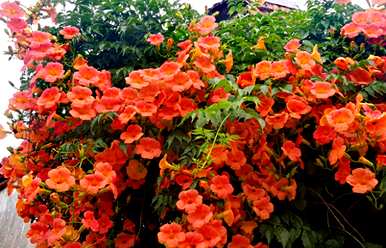 春天种夏天开的花，夏天种什么花？