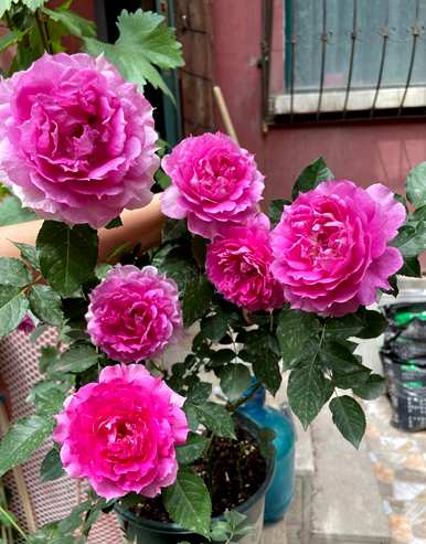 哪些花更香，适合室内养殖，什么是常见的室内花？