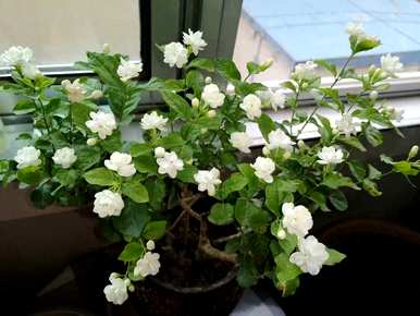 哪些花更香，适合室内养殖，什么是常见的室内花？