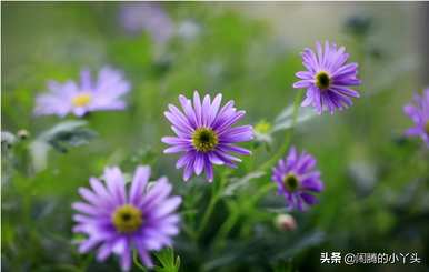 姬小菊的花语是什么，小菊的油画花语是什么？