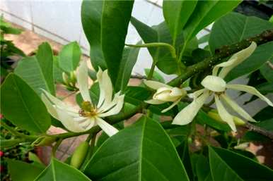 哪些花更香，适合室内养殖，什么是常见的室内花？
