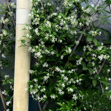 哪些花更香，适合室内养殖，什么是常见的室内花？