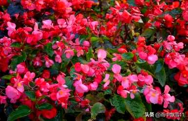 四季秋海棠怎么养，四季秋海棠花图片