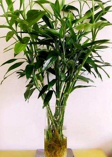 如何维护富贵竹屋顶？