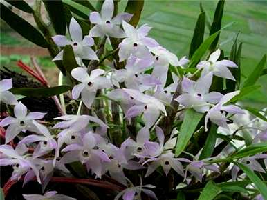 如何种植兰花，野生兰花