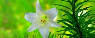 谁适合送百合花，过生日送多少百合花？