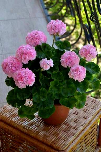 家里放凤仙花好吗？家里的凤仙花好吗？