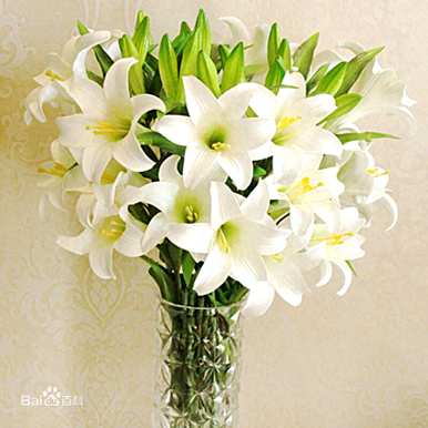 谁适合送百合花，过生日送多少百合花？