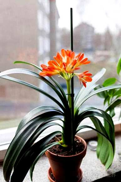 家里放凤仙花好吗？家里的凤仙花好吗？