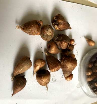 什么季节种植香雪兰最好？种植香雪兰需要浇水吗？