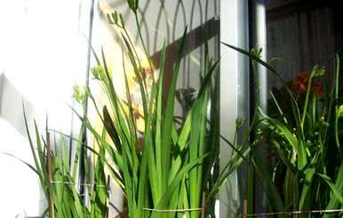 什么季节种植香雪兰最好？种植香雪兰需要浇水吗？
