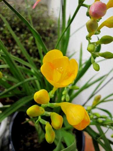 什么季节种植香雪兰最好？种植香雪兰需要浇水吗？