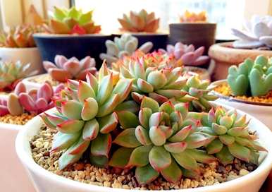 肉质植物用什么土壤养好，肉质植物用什么土壤养好？
