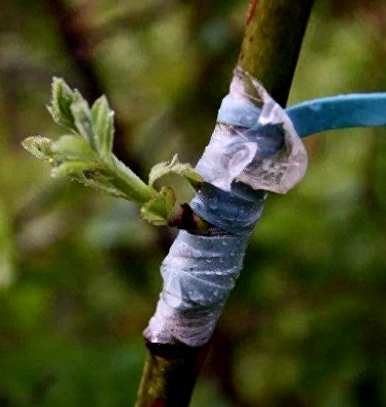 哪种方法嫁接月季花成活率高，月季花如何嫁接成活率高？