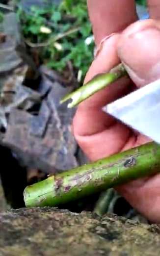 哪种方法嫁接月季花成活率高，月季花如何嫁接成活率高？