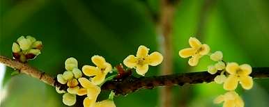 桂花苗嫁接好还是原生好，桂花嫁接香还是原生香好？