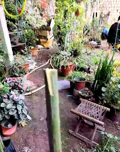 哪种方法嫁接月季花成活率高，月季花如何嫁接成活率高？