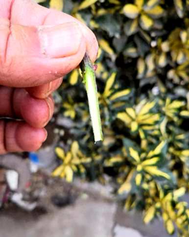 哪种方法嫁接月季花成活率高，月季花如何嫁接成活率高？