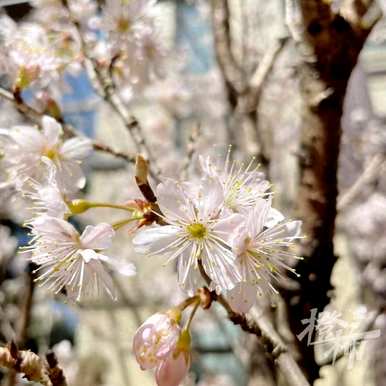樱桃花开了会怎么样？樱桃花什么时候开？