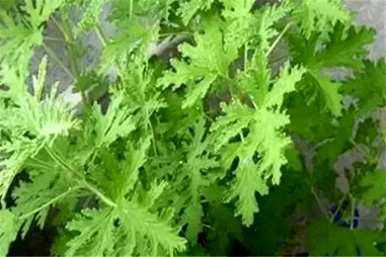 驱蚊草干了还能活吗？怎样才能养好驱蚊草？