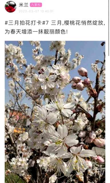 樱桃花开了会怎么样？樱桃花什么时候开？