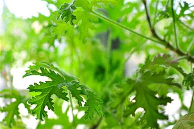 驱蚊草干了还能活吗？怎样才能养好驱蚊草？