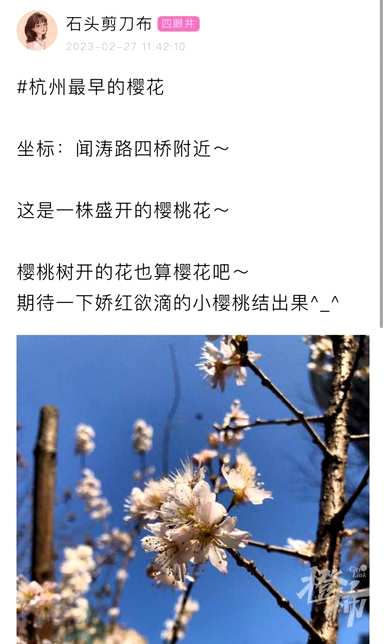 樱桃花开了会怎么样？樱桃花什么时候开？