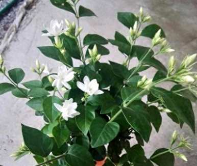 如何养茉莉花盆栽，广西横县茉莉花盆栽