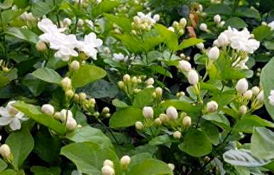 如何养茉莉花盆栽，广西横县茉莉花盆栽