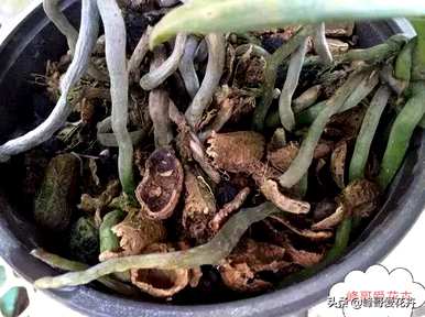北方养蝴蝶兰怎么换盆换土，最简单的蝴蝶兰家庭养法换土