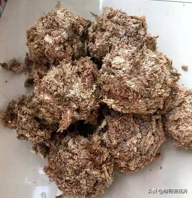 北方养蝴蝶兰怎么换盆换土，最简单的蝴蝶兰家庭养法换土
