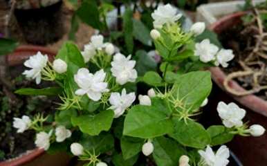 如何养茉莉花盆栽，广西横县茉莉花盆栽