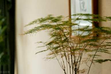如何修剪文竹枝干的视频教程，修剪文竹造型的具体方法是什么