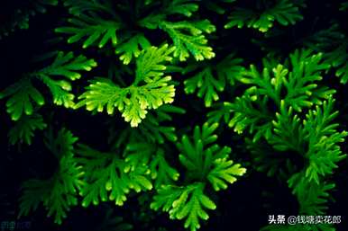 生命力顽强的植物生长在石缝中，象征着生命力顽强的植物有哪些？