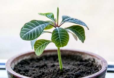 橡皮树可以用陶瓷花盆吗？橡皮树最好养什么花盆？