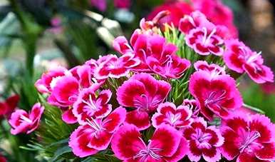 石竹花什么季节开花结果？石竹花从播种到开花需要多长时间？
