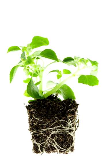 橡皮树可以用陶瓷花盆吗？橡皮树最好养什么花盆？