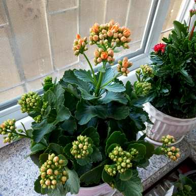 如何养殖长寿花，阿牛养殖长寿花