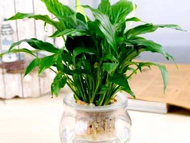 一帆风顺的花能水培吗？水培一帆风顺的花枯了怎么回事？