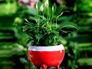 一帆风顺的花能水培吗？水培一帆风顺的花枯了怎么回事？